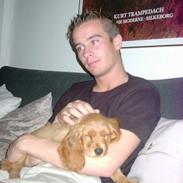 Cocker spaniel Tilde