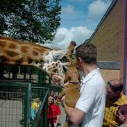 Cocker spaniel Tilde