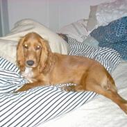 Cocker spaniel Tilde