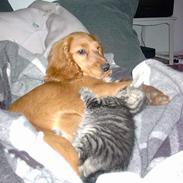 Cocker spaniel Tilde