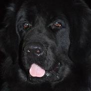 Newfoundlænder  Tasha *R.I.P* 