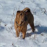 Shar pei Chili