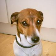 Parson russell terrier Purdey