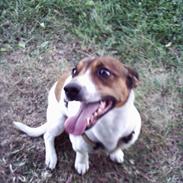 Parson russell terrier Purdey