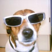 Parson russell terrier Purdey