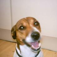 Parson russell terrier Purdey