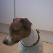 Parson russell terrier Purdey