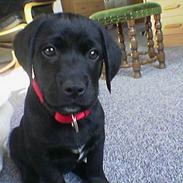 Labrador retriever Mie