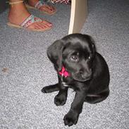 Labrador retriever Mie