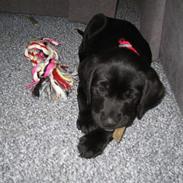 Labrador retriever Mie