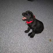 Labrador retriever Mie