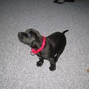 Labrador retriever Mie