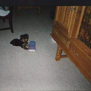 Yorkshire terrier Tarzan