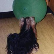 Yorkshire terrier Tarzan