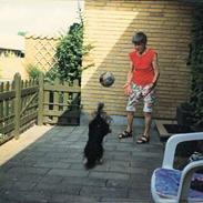 Yorkshire terrier Tarzan