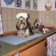 Yorkshire terrier Tarzan
