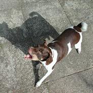 Dansk svensk gaardhund Vaks