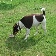 Dansk svensk gaardhund Vaks