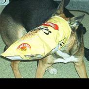 Blanding af racer Schæfer - SØGER HJEM NU!!