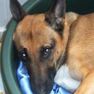 Blanding af racer Schæfer - SØGER HJEM NU!!