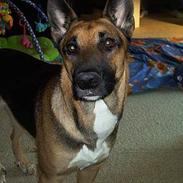 Blanding af racer Schæfer - SØGER HJEM NU!!