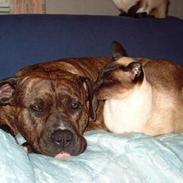 Amerikansk staffordshire terrier Milka