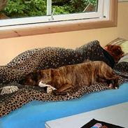 Amerikansk staffordshire terrier Milka