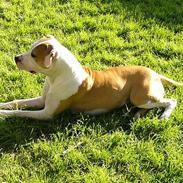 Amerikansk staffordshire terrier thor