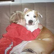 Amerikansk staffordshire terrier thor