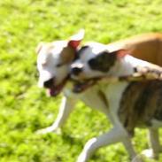 Amerikansk staffordshire terrier thor