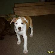 Amerikansk staffordshire terrier thor