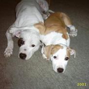 Amerikansk staffordshire terrier thor