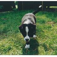 Border collie Indiana Jones "Indi" - RIP