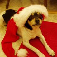 Dansk svensk gaardhund Sif