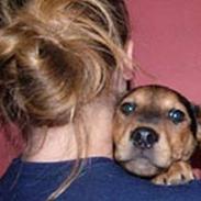 Dansk svensk gaardhund Sif