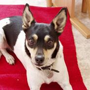 Dansk svensk gaardhund Sif