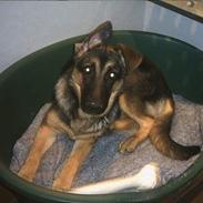 Schæferhund trille *aflivet* :-(