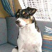 Dansk svensk gaardhund Snuggi  aflivet 2010