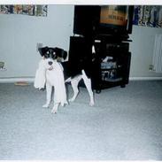 Dansk svensk gaardhund Snuggi  aflivet 2010