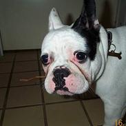 Fransk bulldog King