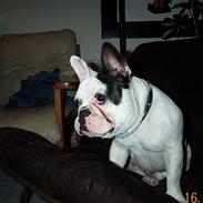 Fransk bulldog King