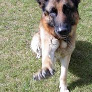 Schæferhund Tashlund Ixos 