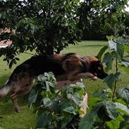 Schæferhund Tashlund Ixos 