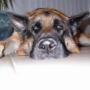 Schæferhund Tashlund Ixos 