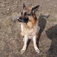 Schæferhund Tashlund Ixos 