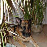 Schæferhund Tashlund Ixos 