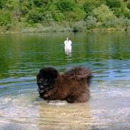 Chow chow Balder/ Incipit Que Feliz