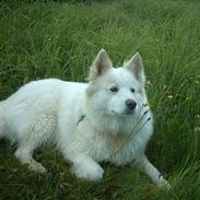 Samojedhund centa
