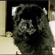 Chow chow Samson