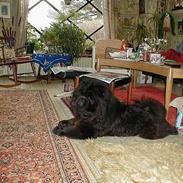Chow chow Samson